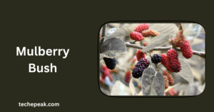 Mulberry Bush: Benefits, Cultivation, and Nutritional Importance