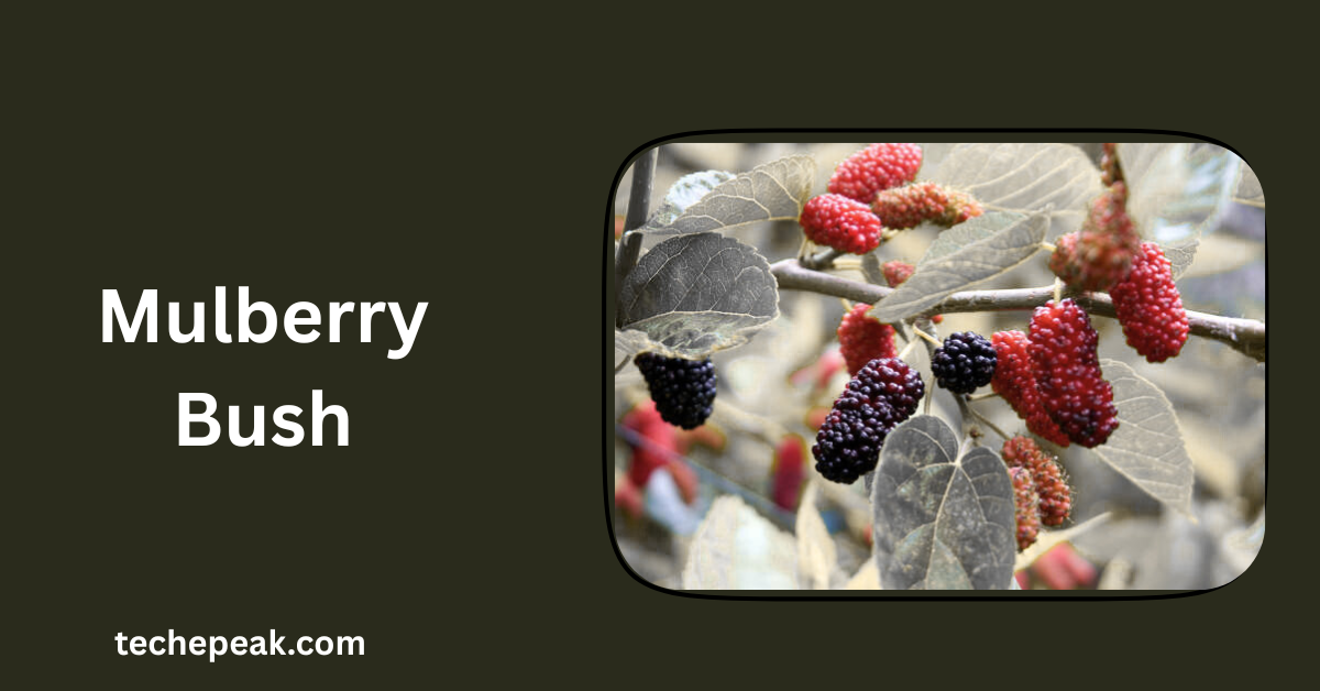 Mulberry Bush