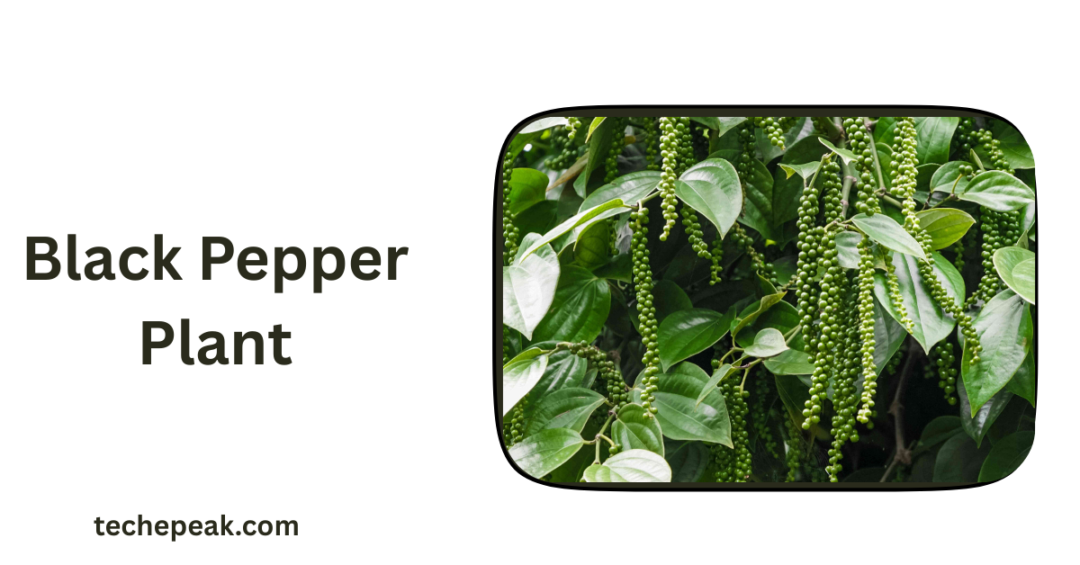 Black Pepper Plant