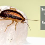 Smart Strategies For Safe And Reliable Residential Pest Control